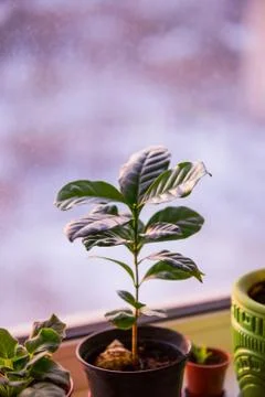 Coffee plant in a pot stands on a window sill against the background of snow. Stock Photos