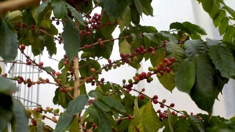 Coffee plant red fruit beans, medium shot, shallow DOF Stock Footage 87653837