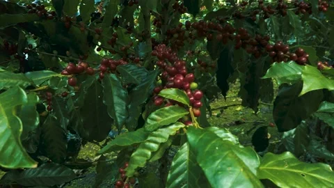 Coffee plant with ripe fruit ready for harvesting Stock Footage