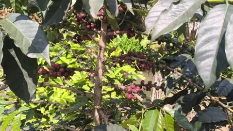 Coffee plant with ripe red and green cherries in plantation Stock Footage 347377953