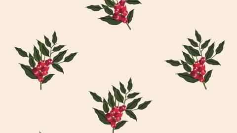 Coffee plant with seeds pattern Stock Footage 224274895