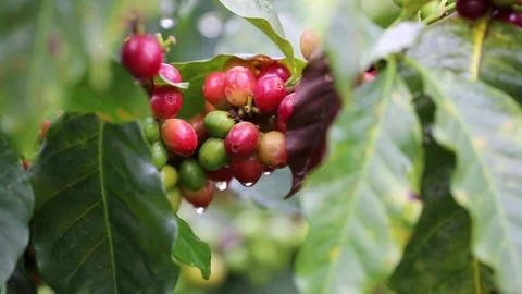 Coffee Plant Zoom Stock Footage 83389692