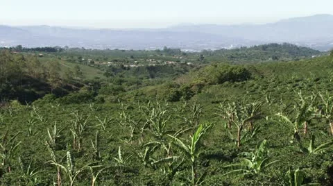 Coffee plantation 2 Stock Footage 21915004