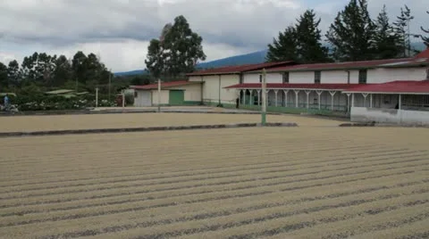 Coffee Plantation 3 Stockbeeldmateriaal 12913710