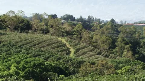 Coffee plantation 3 Stock Footage 21915025