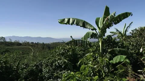 Coffee plantation 5 스톡 동영상 21929089