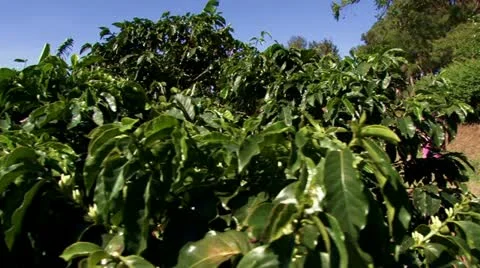 Coffee Plantation 6 Stock Footage 21929181