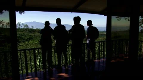 Coffee plantation 7 Stock Footage 21929192