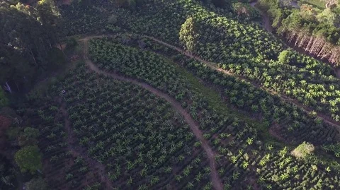 Coffee Plantation Aerial Costa Rica Drone Stock Footage