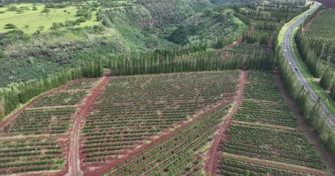 Coffee Plantation Between a Canyon and a Highway Aerial View Waialua Oahu Hawaii 库存影片 335793482