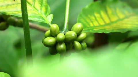 Coffee plantation, close-up 스톡 동영상 74080756