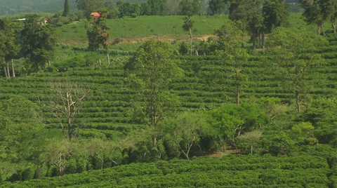 Coffee Plantation - diff. angle Stock Footage 32539133