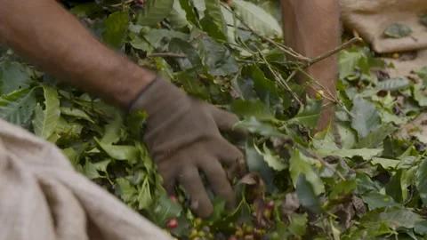 Coffee plantation farmer sorting coffee bean cherries from leaves Stock Footage 263901710