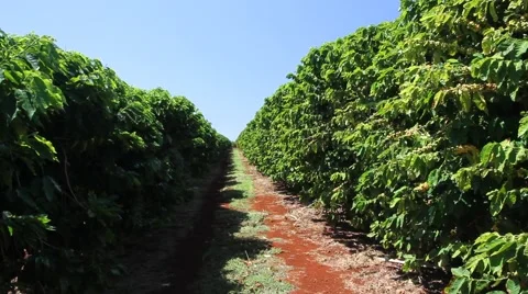 Coffee plantation  Stock Footage