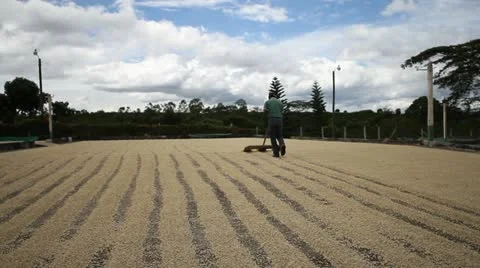 Coffee Plantation Stock Footage 12918063