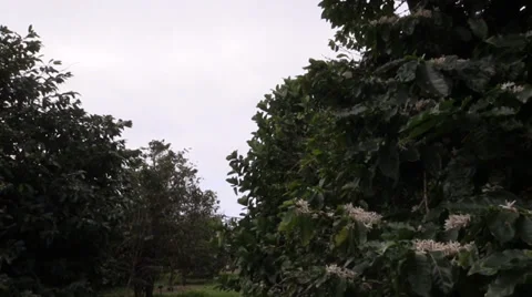 Coffee plantation Stock Footage 35288309