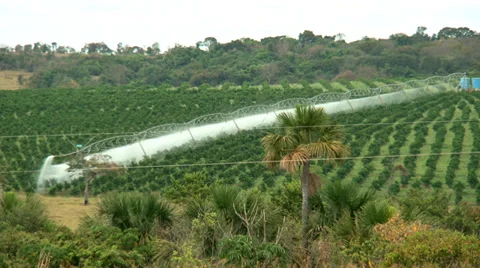 Coffee Plantation Stock Footage 37837071