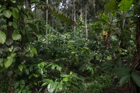 Coffee plantation in India. Stock Photos