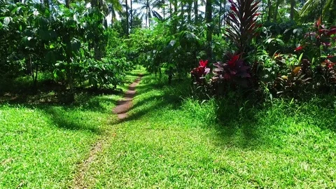 Coffee plantation on Java Indonesia Stock Footage 84241505