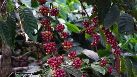 Coffee Plantation Stock Footage ~ Royalty Free Stock Videos | Page 7