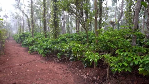 Coffee Plantation Stock Footage ~ Royalty Free Stock Videos | Page 7