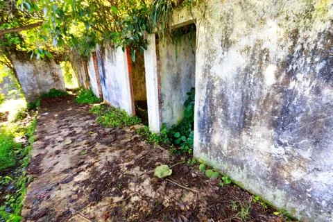 Coffee Plantation Stock Photos