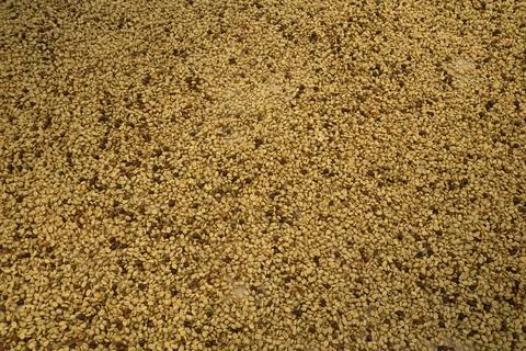 Coffee Plantation Stock Photos