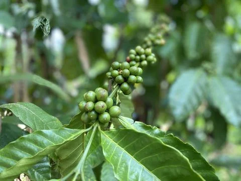 Coffee plantation Stock Photos
