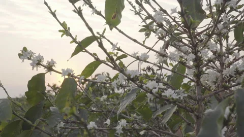 Coffee plantation, selective focus on coffee flower backlight of sunset sun Stock Footage