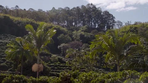 Coffee plantation vegetation Stock Footage 263901701