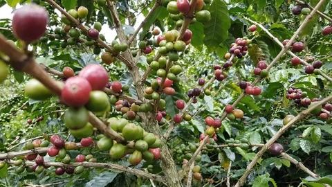 Coffee Plants 4k Stock Footage 109460366