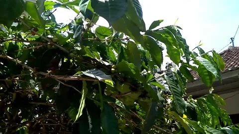 Coffee plants and raw coffee beans Video stock 212307657