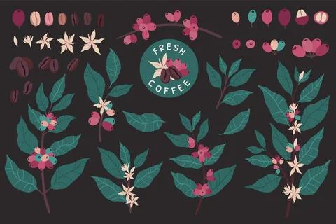 Coffee plants. Cafe leaf pattern, tree beans and leaves, colombia or ethiopia イラスト素材