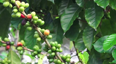 Coffee plants, crop Stock Footage 42784432