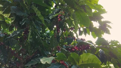 COFFEE PLANTS Stock Footage 154430875