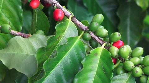 Coffee plants growing Video stock 42783206