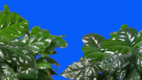 Coffee plants moving sidewards - Foreground (blue screen) Stock Footage 159068070