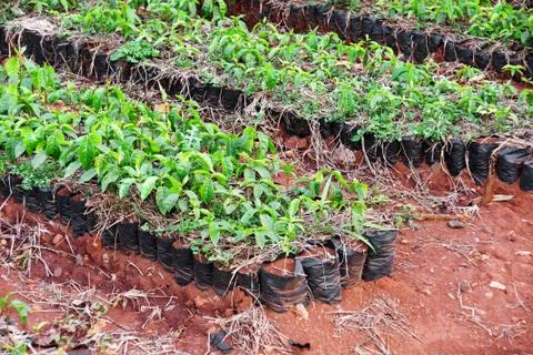 Coffee plants Stock Photos