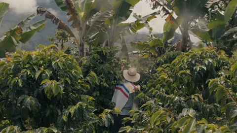 Coffee Plants Picked by Farmer Stock Footage 270954712