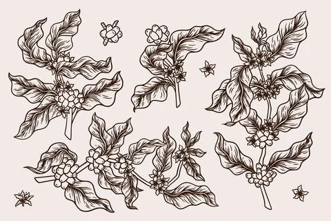 Coffee plants. Tree leaf bean, line branch sketch or outline hand drawn flowers Stock Illustration