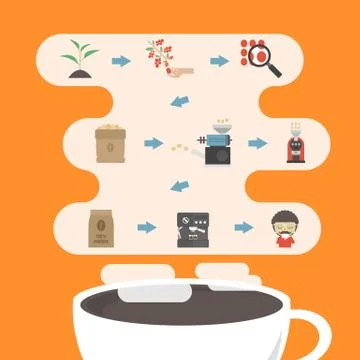 Coffee process infographic 스톡 일러스트