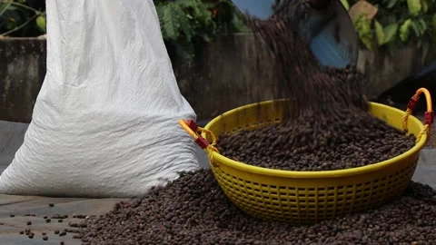 Coffee processing after sun drying robusta coffee beans, Process of Filling Stock Footage 168218773