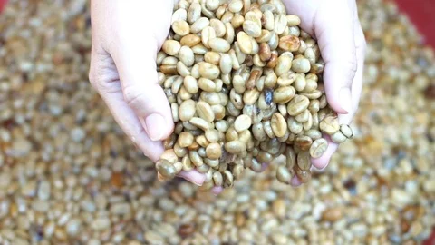 Coffee processing, cleaning coffee beans Stock Footage 83971437