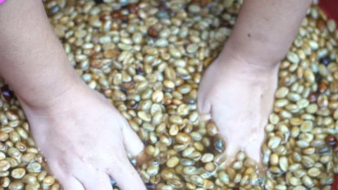 Coffee processing, cleaning coffee beans Stock Footage 83971627