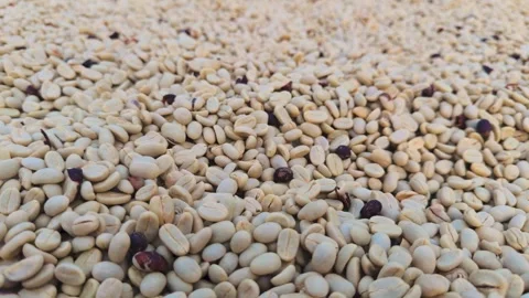 Coffee Processing Drying Depulped Beans with Parchment Skin Stock Footage 326140795