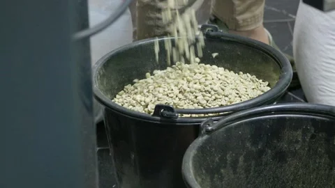 Coffee processing event industry factory raw beans handling indoor setting Stock Footage 302966944