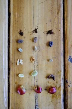 Coffee processing exlpained with seeds Stock Photos