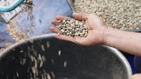 Coffee Processing Stock Footage 314681509