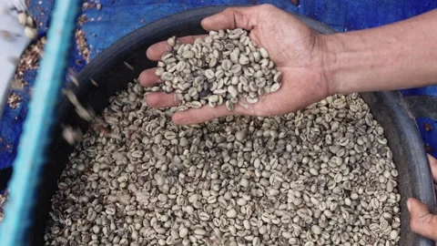 Coffee Processing Stock Footage 314717577