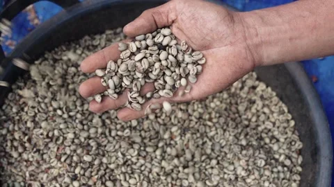 Coffee Processing Stock Footage 314717609